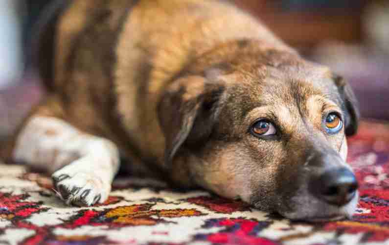A dog resting on an Oriental rug