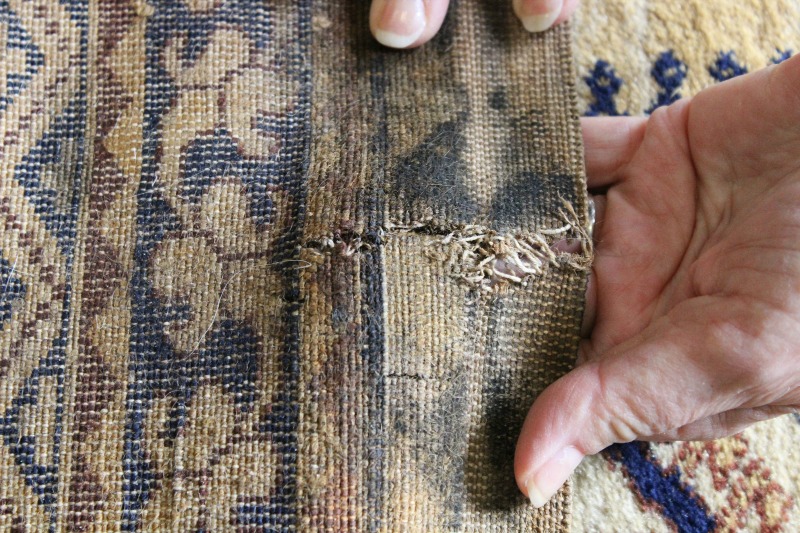 Dry rot damage on the back of an Oriental rug being assessed for repair