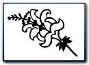 Lily motif from an Oriental rug