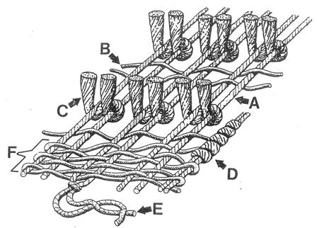Diagram of hand-knotted rug construction showing warp, weft, knot, overcasting, fringe and kilim